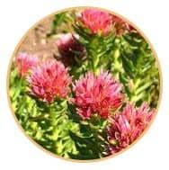 Rhodiola Rosea herb