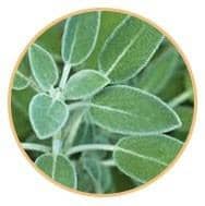 sage leaves